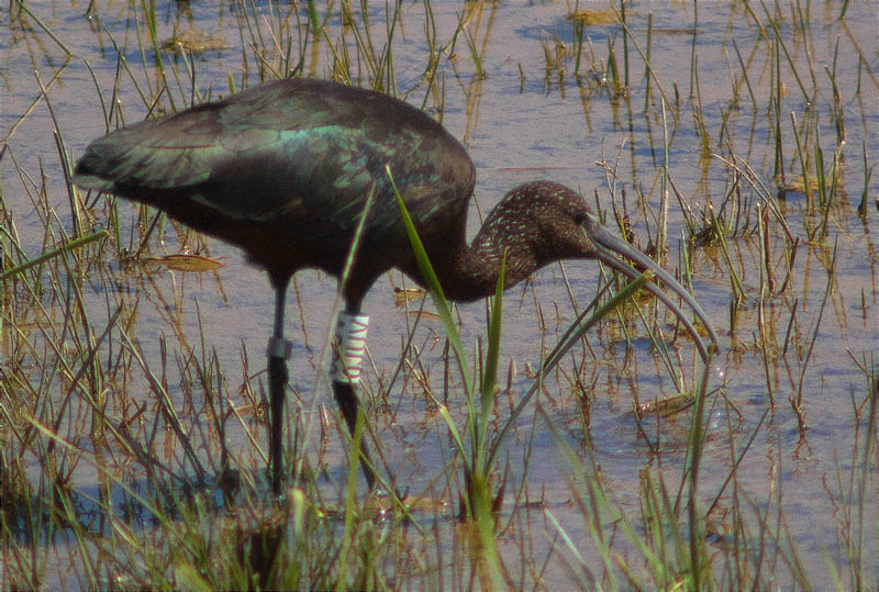 Capó reial (Plegadis falcinellus)