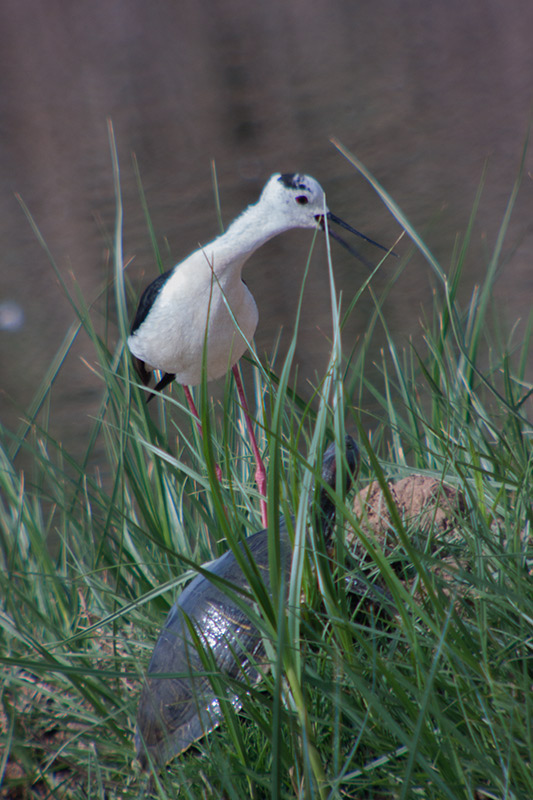 Cames llargues (Himantopus himantopus)