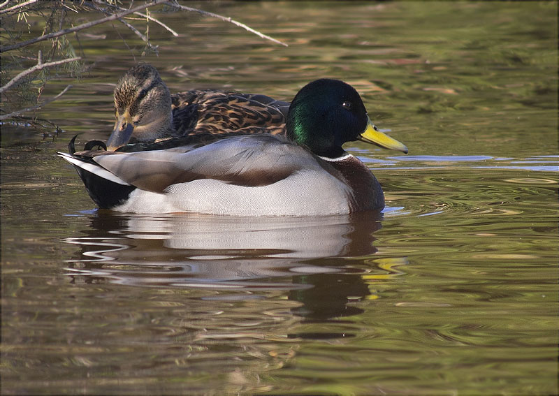 Parella d'Ànec collverd (Anas platyrhynchos)