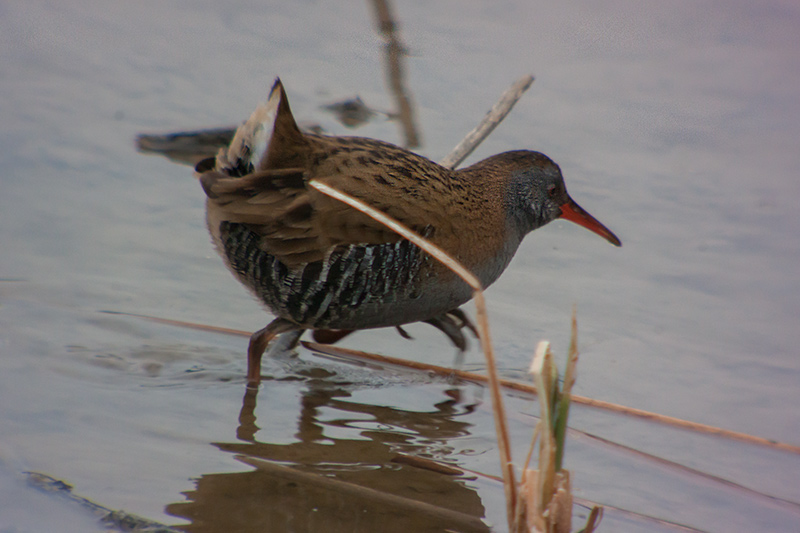 Rascló (Rallus aquaticus)