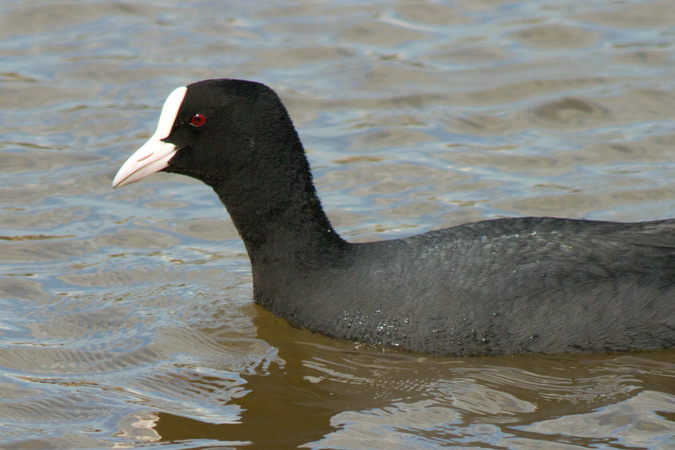 Fotja vulgar (Fulica atra)