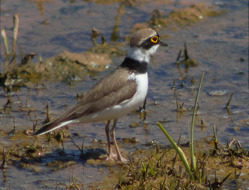 Corriol petit (Charadrius dubius)