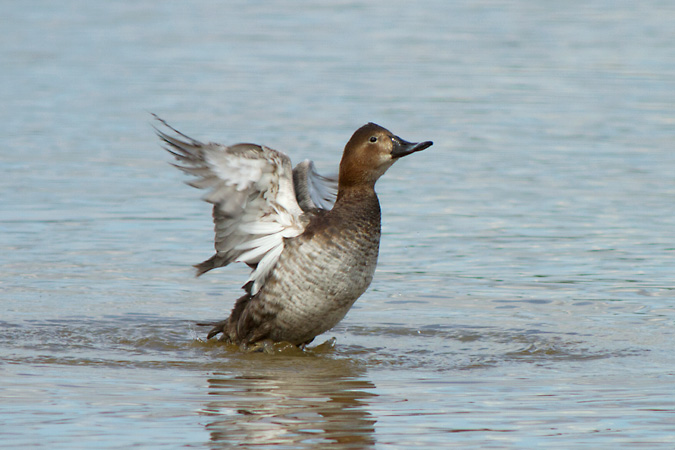 Morell de cap roig (femella) (Aythya ferina)