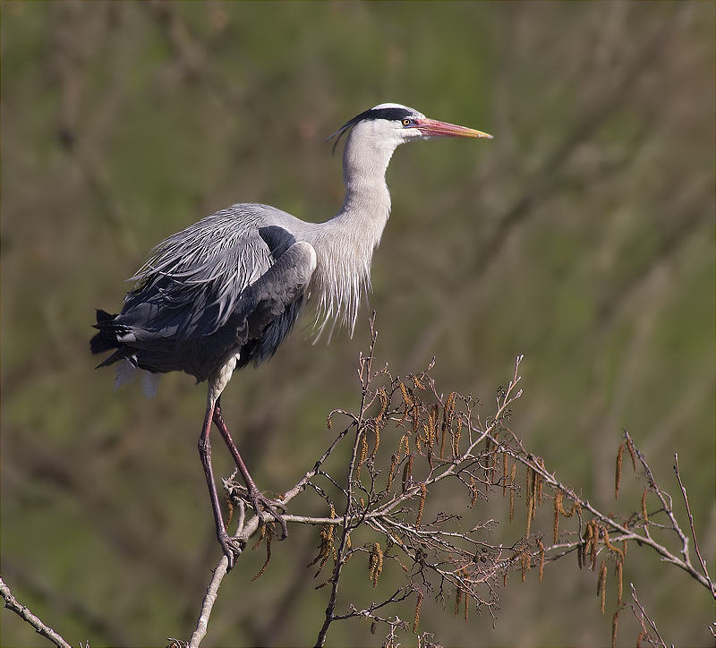 Bernat pescaire (Ardea cinerea)