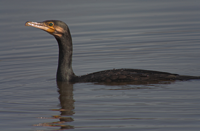 Corb marí gros (phalocrocorax carbo)