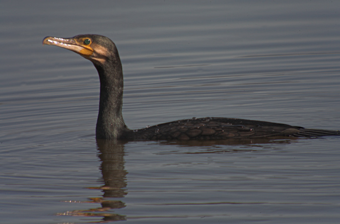 Corb marí gros (phalocrocorax carbo)