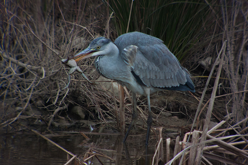 Bernat pescaire (Ardea cinerea)