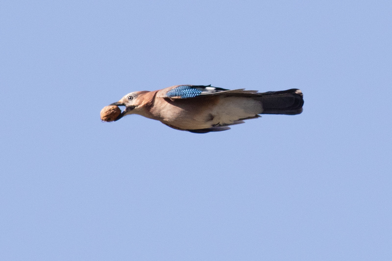Arrendajo