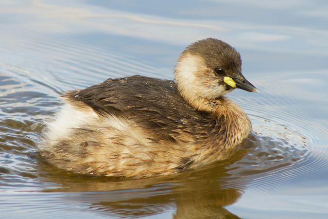 Cabusset  II (Tachybaptus ruficollis)