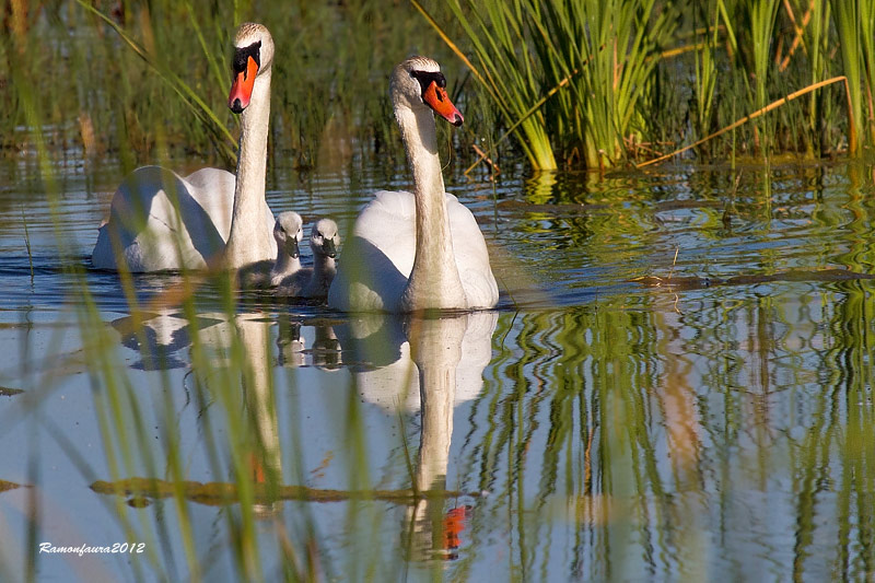 Nidificants del PNAE: Cigne Mut