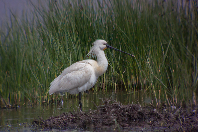 Bec-planer (Platalea leucorodia)