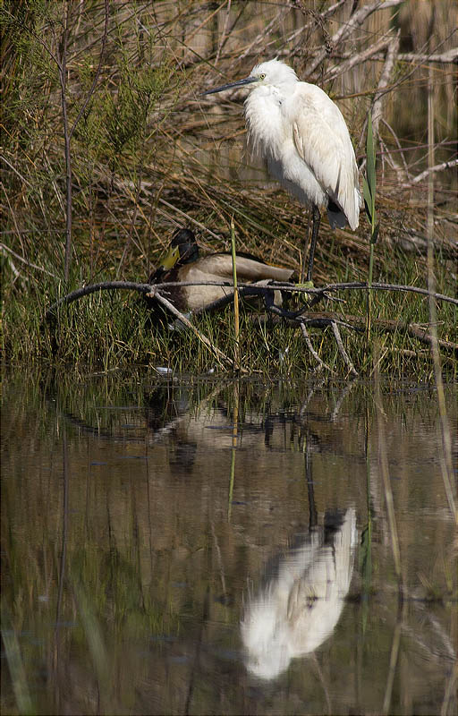 Martinet blanc (Egretta garzetta)