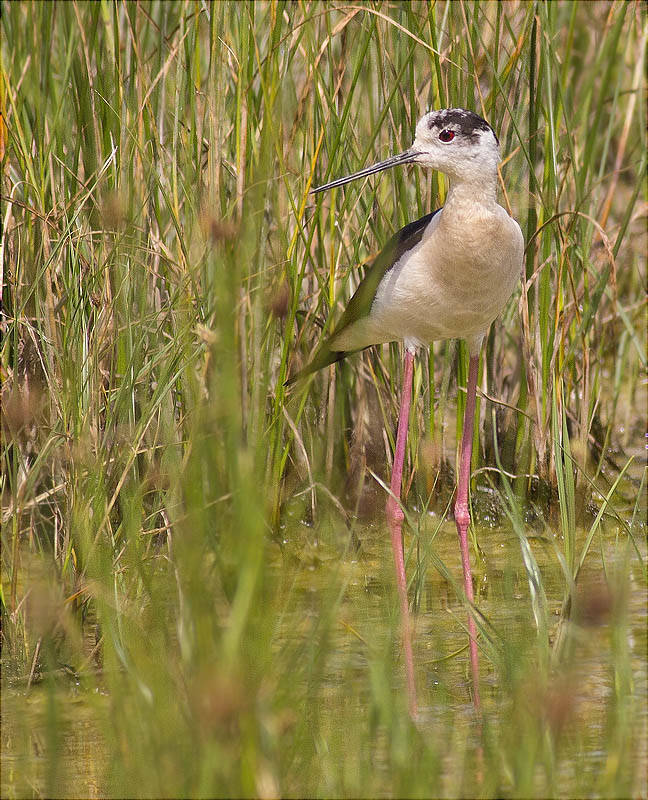 Cames llargues (Himantopus himantopus)