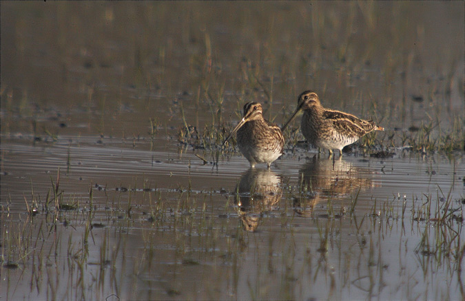 Becadell comú (Gallinago gallinago)