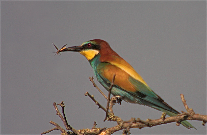 Abellerol (Merops apiaster)