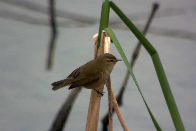 Mosquiter comú (Phylloscopus collybita)