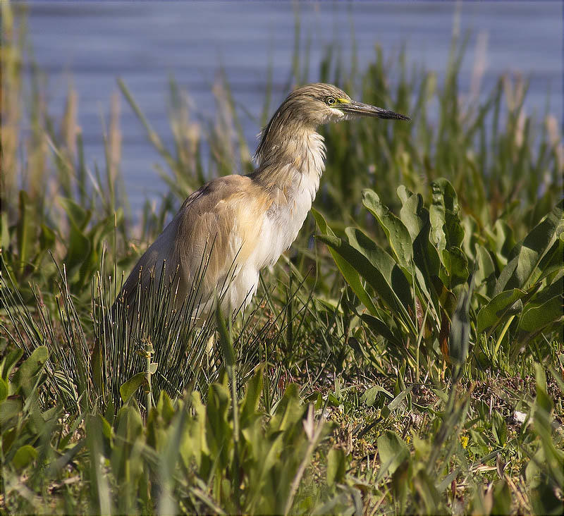 Martinet ros (Ardeola ralloides)