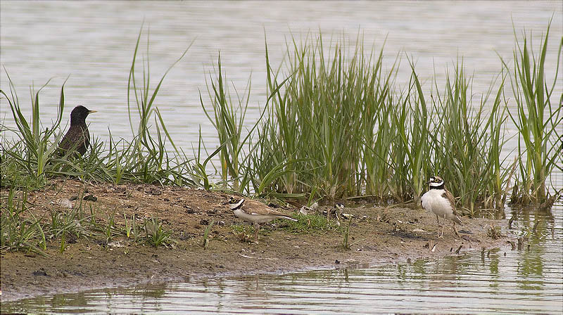 Corriol petit (Charadrius dubius)