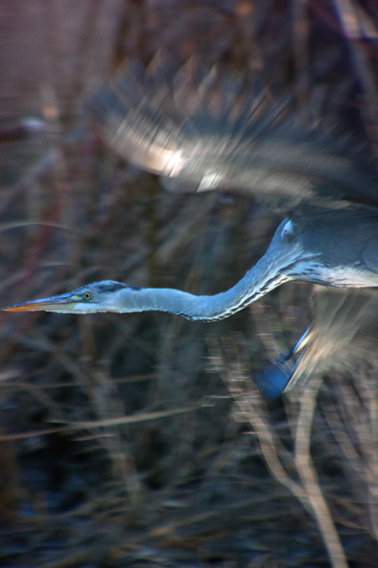 Bernat pescaire (Ardea cinerea)