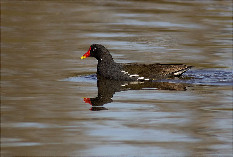 Polla d'aigua (Gallinula chloropus)