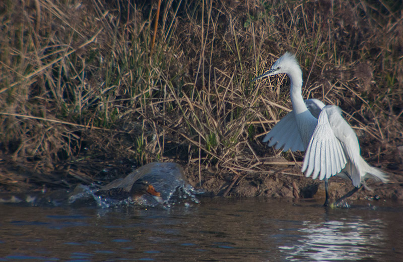 Martinet blanc (Egretta garzetta)