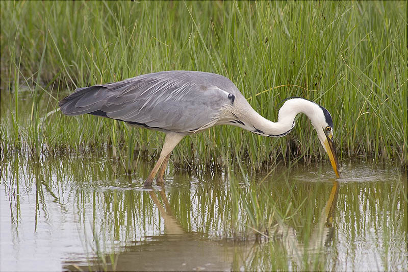 Bernat pescaire (Ardea cinerea)