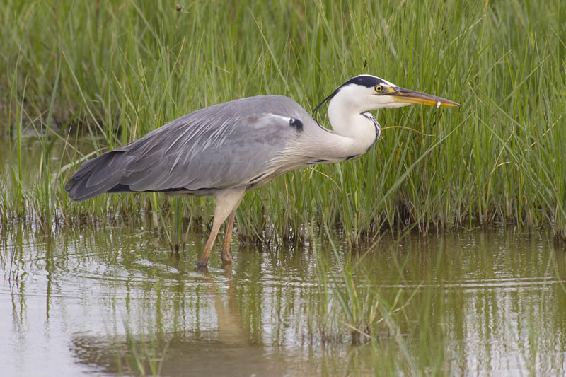 Bernat pescaire (Ardea cinerea)