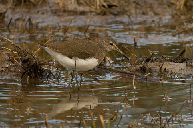 Xivita (Tringa ochropus)