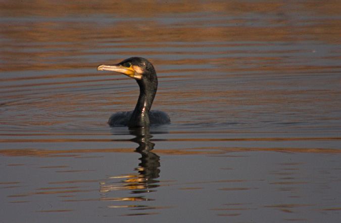 Corb marí gros (phalocrocorax carbo)