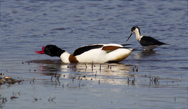 Mascle d'Ànec blanc (Tadorna tadorna) i Cames llargues (Himantopus himantopus)