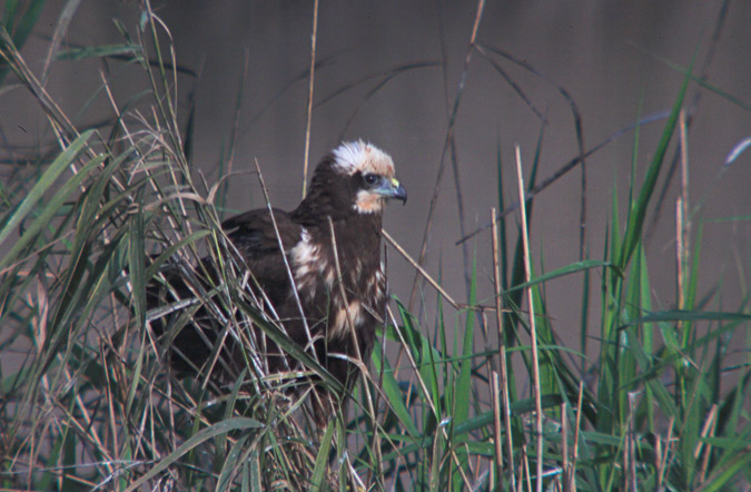 Arpella vulgar (Circus aeruginosus)