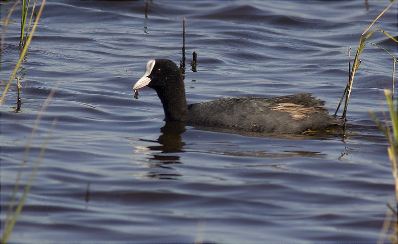 Fotja (Fulica atra)