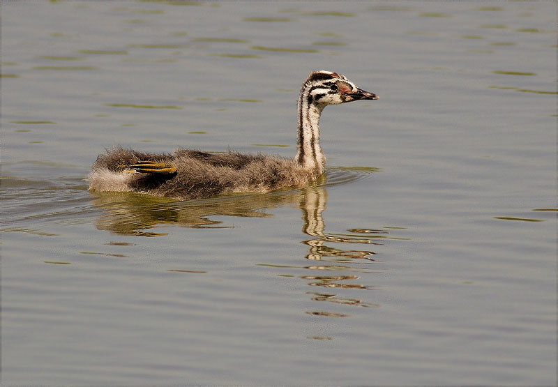 Jove de Cabussó emplomallat (Podiceps cristatus)