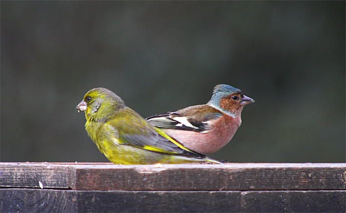 Verdum i Pinsà comú (Carduelis chloris i Fringilla coelebs)