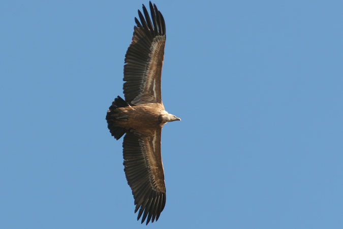 Voltor comú.Gyps fulvus.