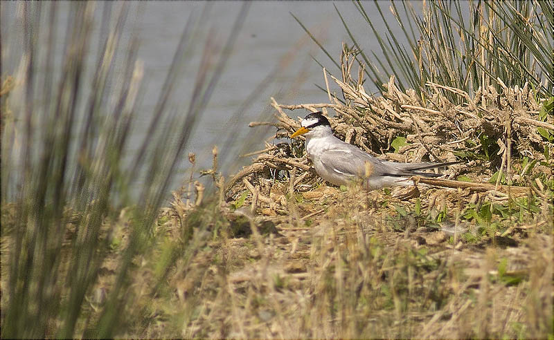 Xatrac menut (Sterna albifrons)