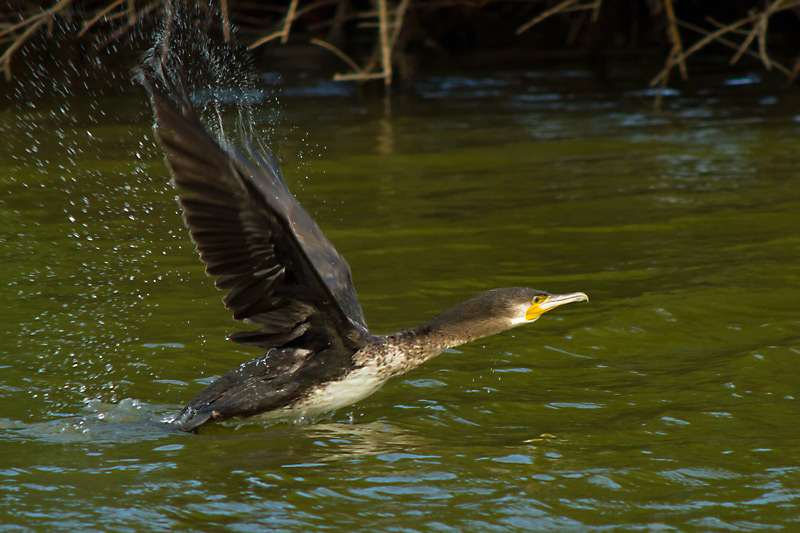 Corb marí gros I(Phalacrocorax carbo)