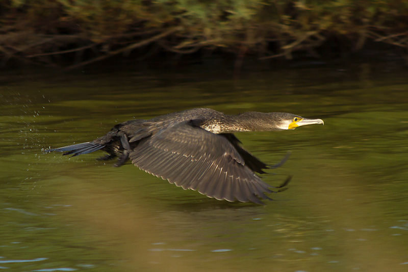 Corb marí gros II (Phalacrocorax carbo)