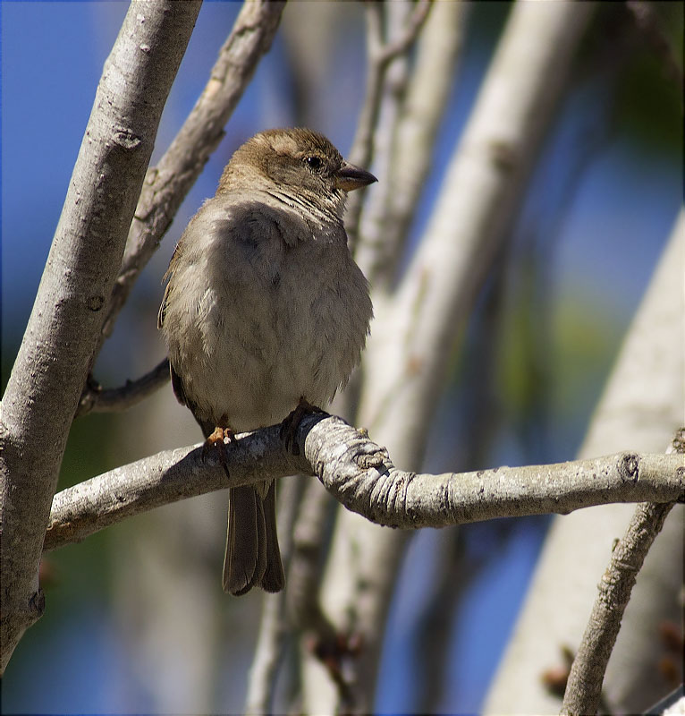 Jove de Pardal comú (Paser domesticus)