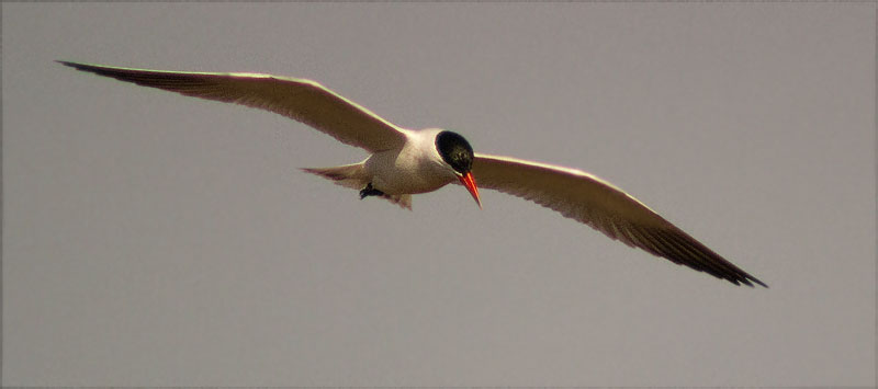 Xatrac gros (Sterna caspia)