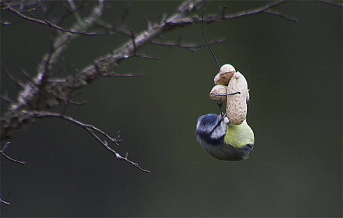 Mallerenga blava (Parus caeruleus)