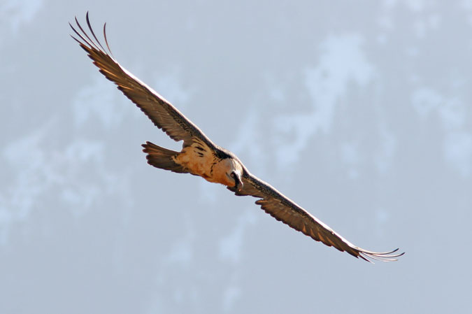 Trencalós.Gypaetus barbatus