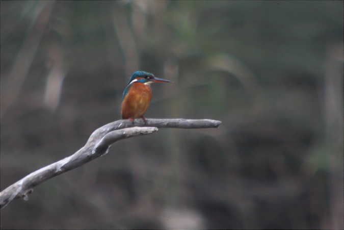 Blauet (alcedo athis)