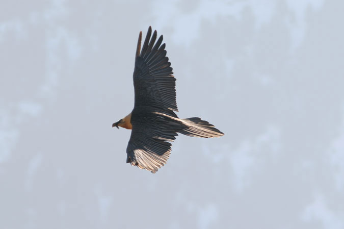 Trencalós.Gypaetus barbatus