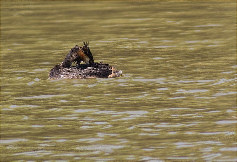 Cabussó emplomallat (Podiceps cristatus)