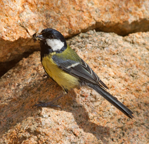 Mallerenga carbonera (Parus major)