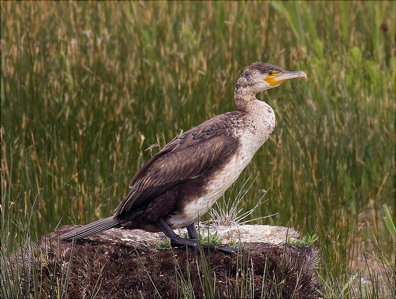 Corb marí gros (Phalacrocorax carbo)