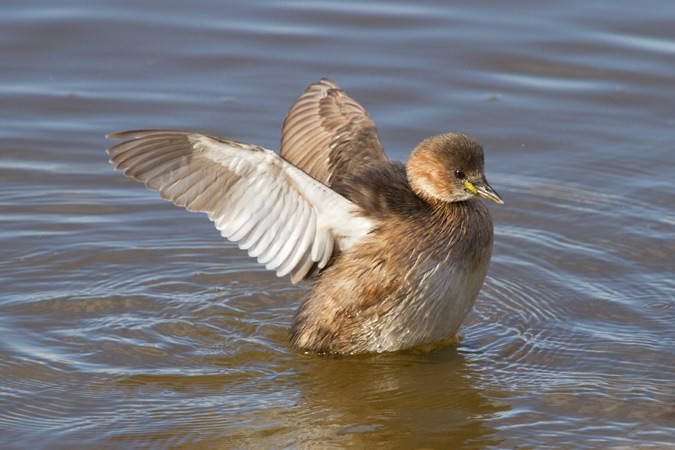 Cabusset  I (Tachybaptus ruficollis)