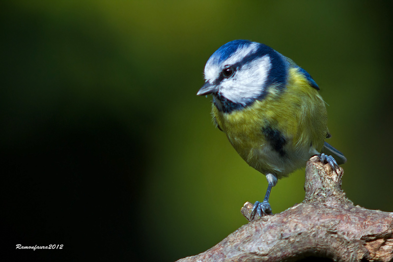 Ocells de la Garrotxa:Mallerenga Blava