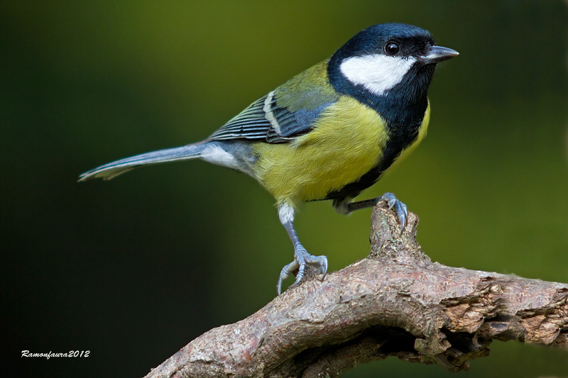 Ocells de la Garrotxa:Mallerenga Carbonera